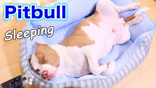 CUTE AMERICAN PITBULL Sleeping‼️ Rocky snoring ? (American Pitbull Terrier)