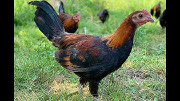 Beautiful Hmong Chickens - Hmoob Cov Me Nyuam Qaib