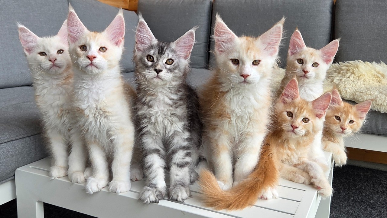 Maine Coon Kittens Growing Up | Day 1 - 100!