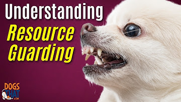 Understanding Resource Guarding In Puppies And Dogs: Help For Possession Aggression