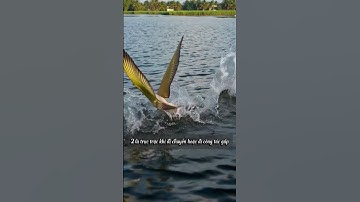 Tuổi Ngọ 3 tháng cuối năm 2025 sẽ như thế nào?  #12congiap