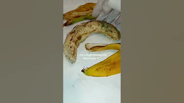 Banana Moves Like Snake Vs Banana Snake Suspiciousthing Wonder Snakes 