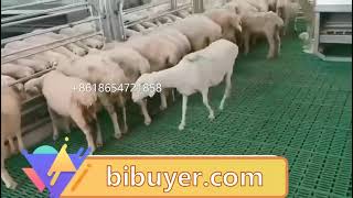 Goat farms with plastic slat floors