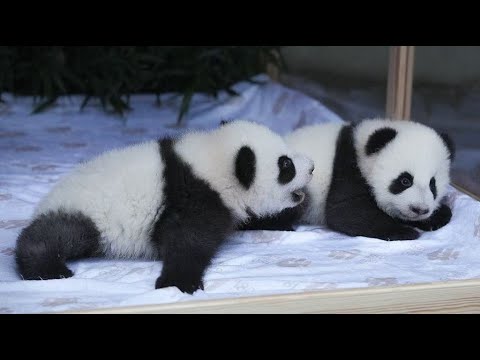 Zoo Berlin unveils names for baby panda twins