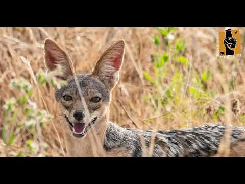 Ruaha National Park by Endelevu Tours & Safaris