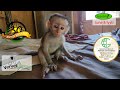 Two new baby orphan monkeys arrive, each with their own little story. Darby back to surgery