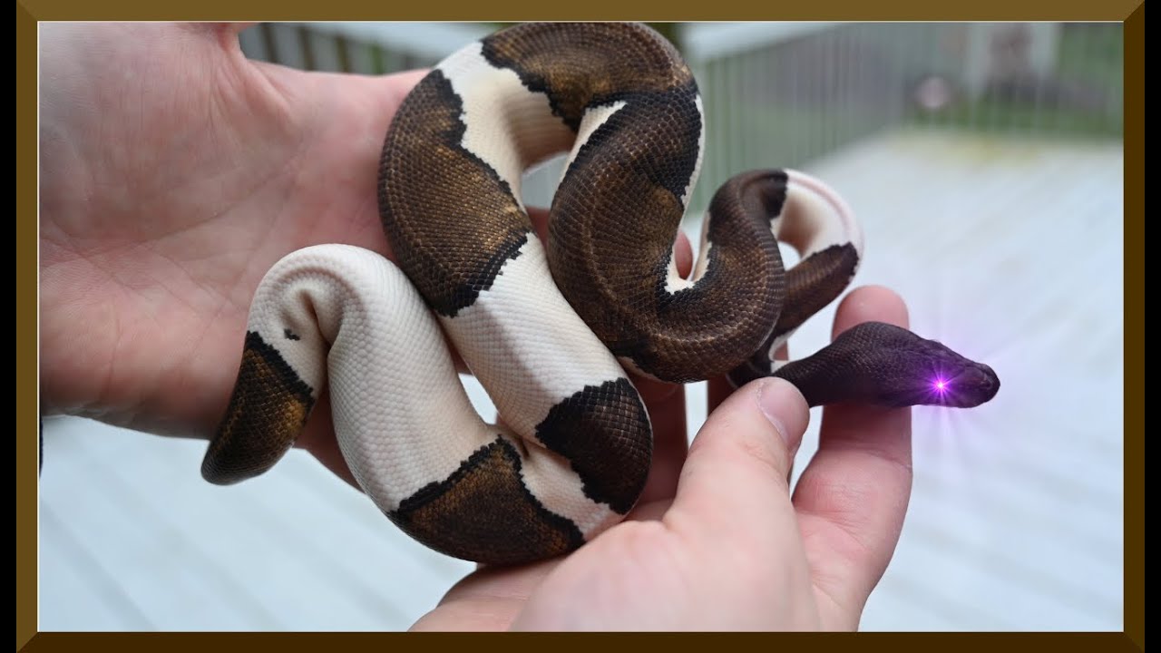 My Most Expensive Male Purchased? Suma Pied Project Ball Python ...