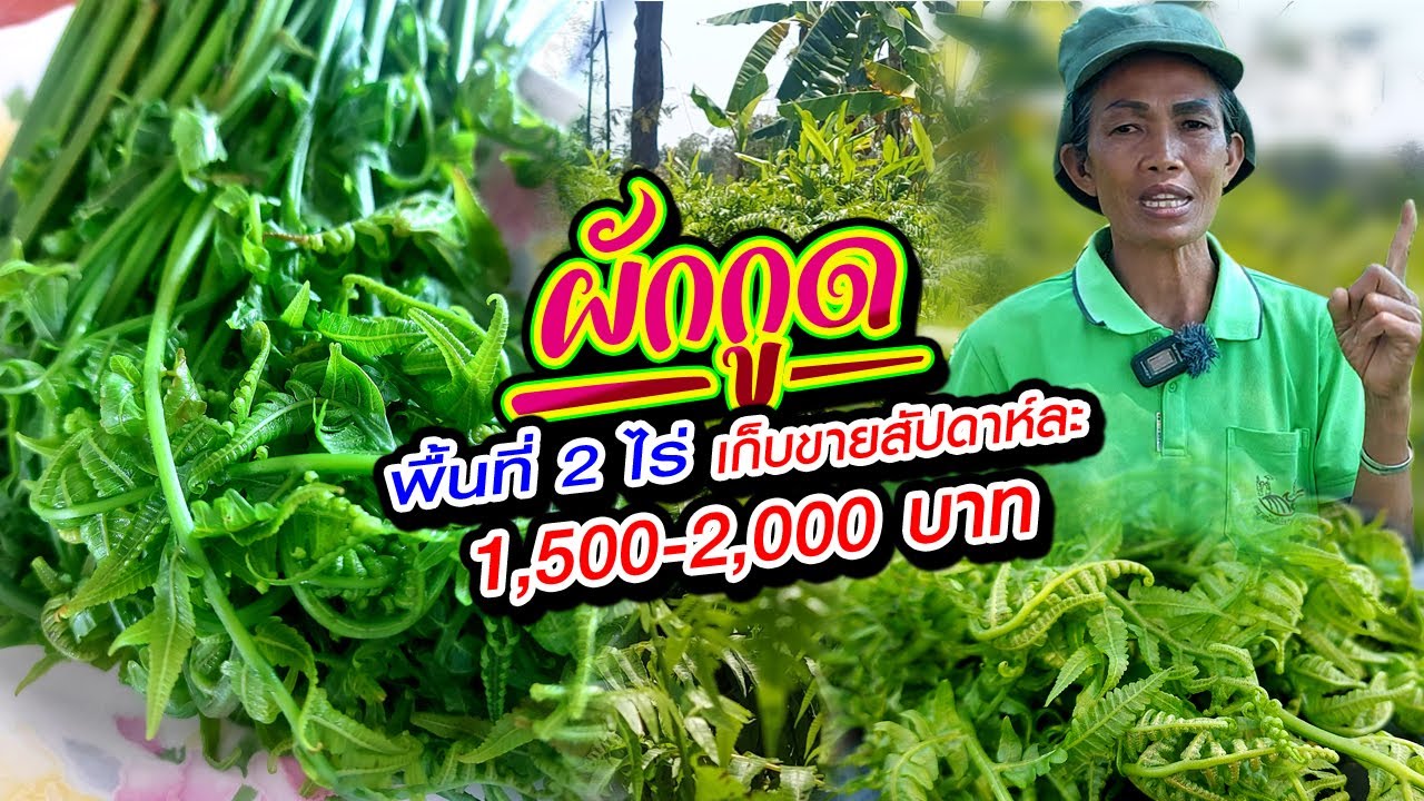 ปลูกผักกูด พื้นที่ 2 ไร่ เก็บขายสัปดาห์ละ 1,500-2,000 บาท