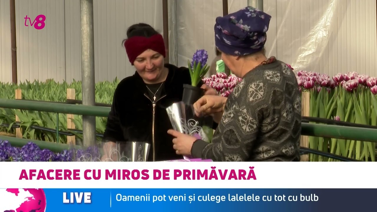 Afacere cu miros de lalele. Florăria familiei Cebotari din Anenii Noi, luată cu asalt de bărbați