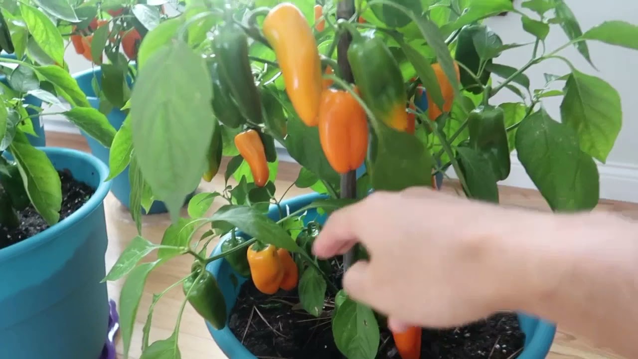 Growing peppers indoors during Michigan winter ️ (from seeds) YouTube