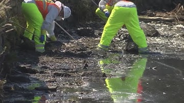 Harmful algae bloom beginning to spread across Bay Area