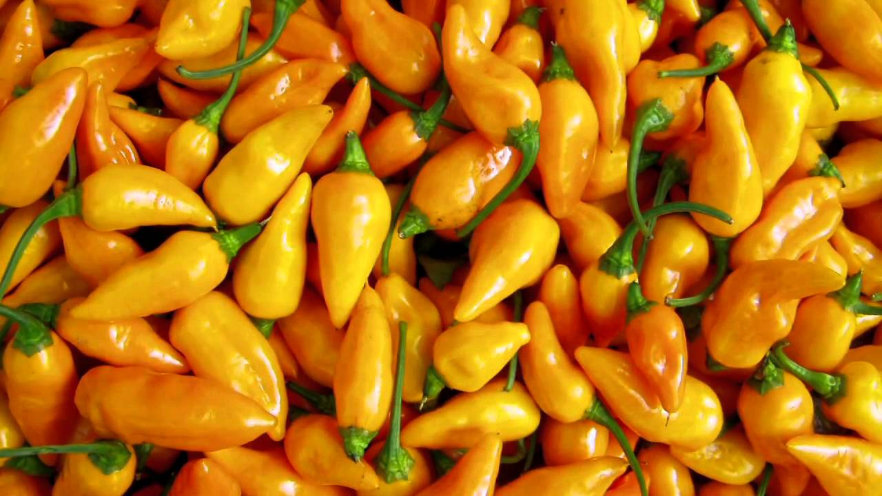 Kurt Michael Friese: Chasing Chiles - YouTube