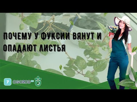 Почему у фуксии вянут и опадают листья