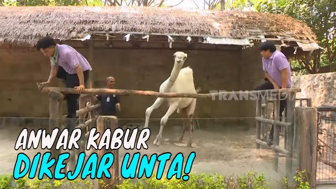 Jadi Zoo Keeper, Billy Ngakak Lihat Anwar Takut Sama Unta | BIKIN SENENG (24/08/24) Part 1