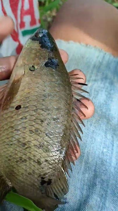 4 jari ikan betik atau papuyu