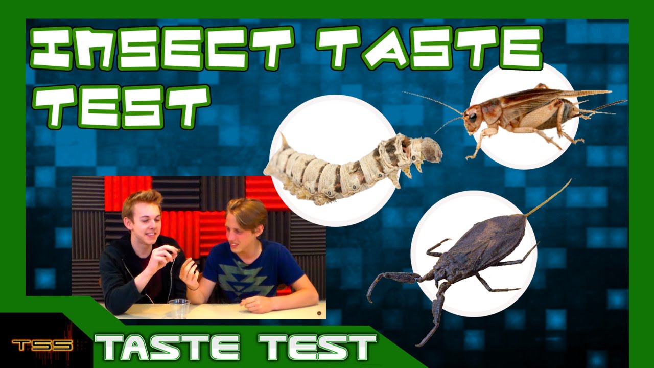 Insect Taste Testing - YouTube