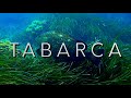 BUCEO en la ISLA de TABARCA en 4K (GOPRO HERO 8) en JUNIO 2021 🤿🐟🐠🇪🇸