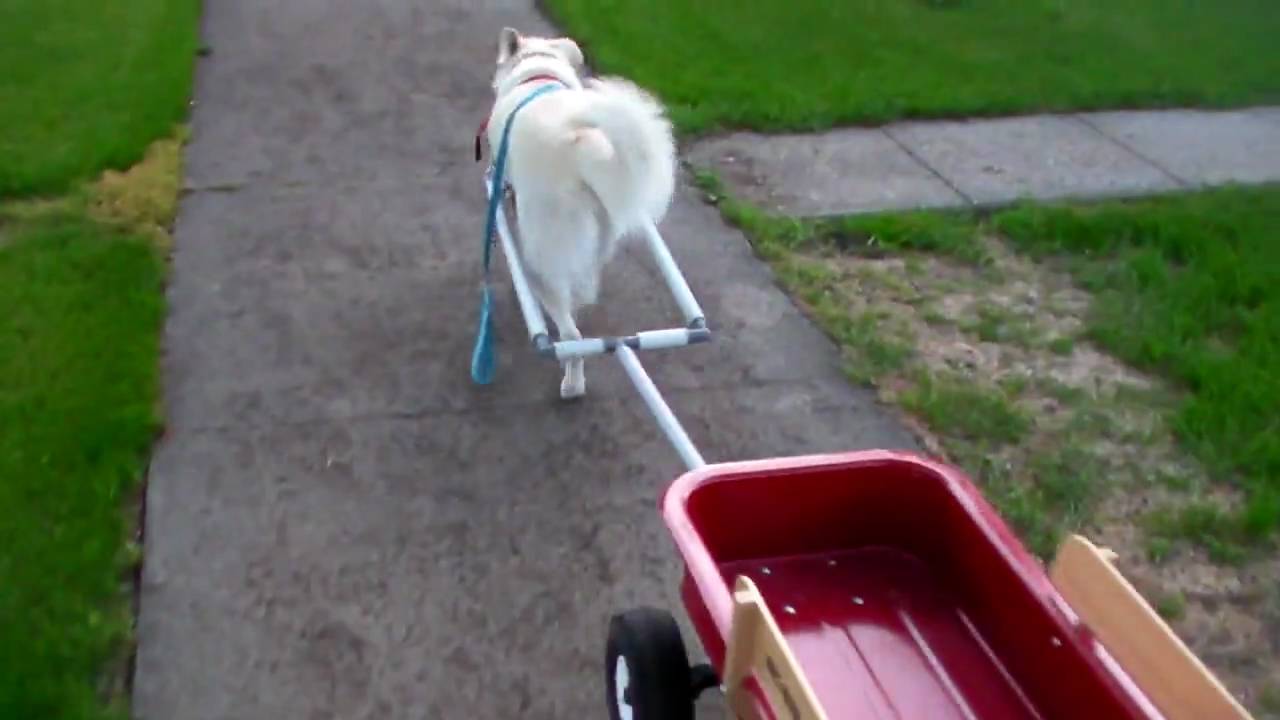 Dog Pulling Wagon - YouTube