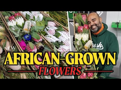 Video: Fiore di protea - Rosa africana