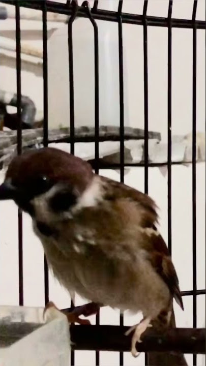 Dijamin Respon!! Suara Burung Gereja Betina Memanggil Jantan Di Alam Liar | Kicau Tembak