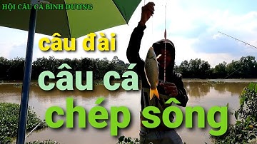 Câu cá CHÉP sông bình dương. Câu đài cần 5m. HỘI CÂU CÁ BÌNH DƯƠNG / River fishing