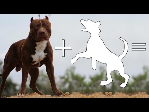 Video: Sinun opas Bull Terrieri Socialization