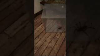 Tough ahh spider bro dang!! #funny #memes #horror #gaming #shorts #spider #itchio #unboxing