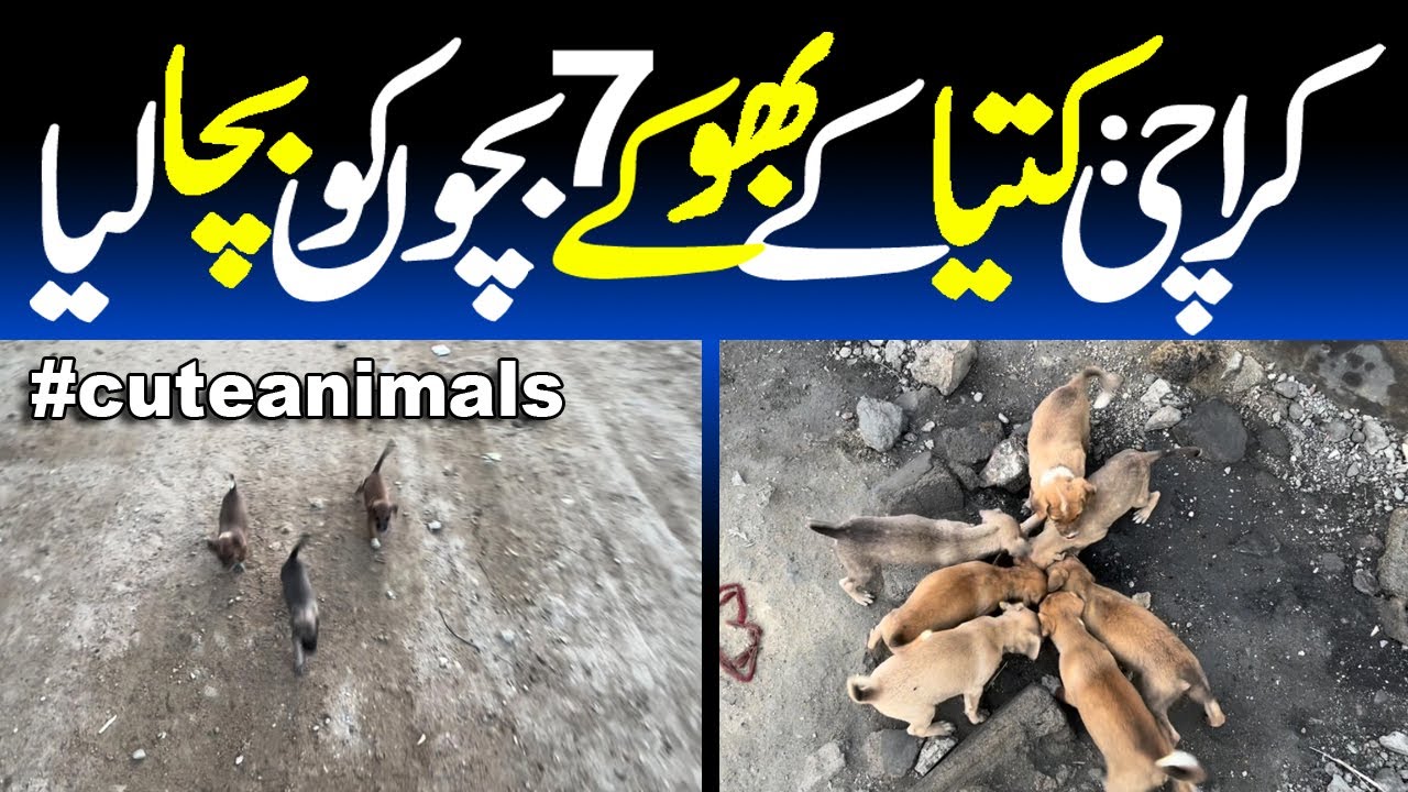 What Happens When You Don't Feed Your PUPPY Enough