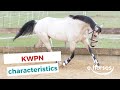 KWPN horse | characteristics, origin & disciplines