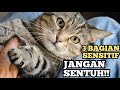 Jangan Sentuh Bagian Tubuh Kucing Ini Jika Tak Mau Dicakar