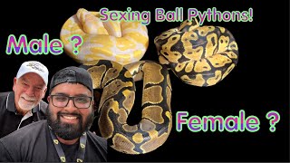 How to Sex Ball Pythons with @BrianGundy  | Handicap Sexes Ball Python for the First Time
