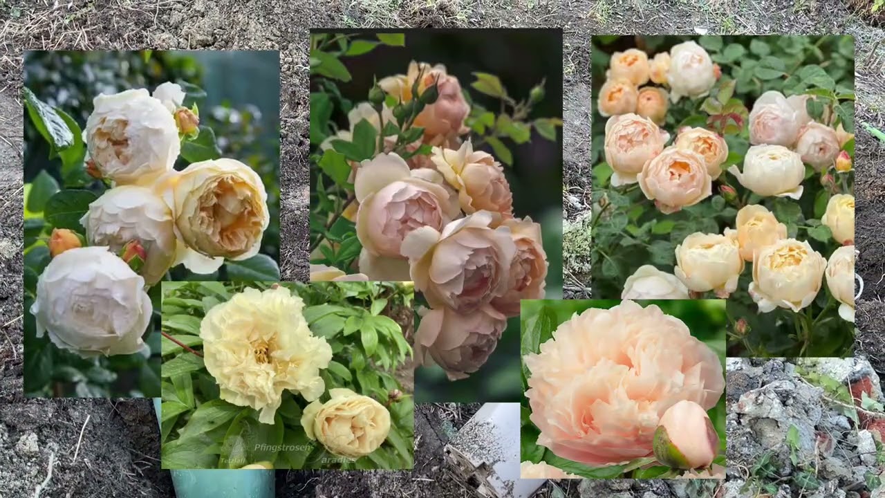 Новая клумба: Charles Darwin, Jude the obscure, Wollerton old hall (David Austin) Разница саженцев🌱