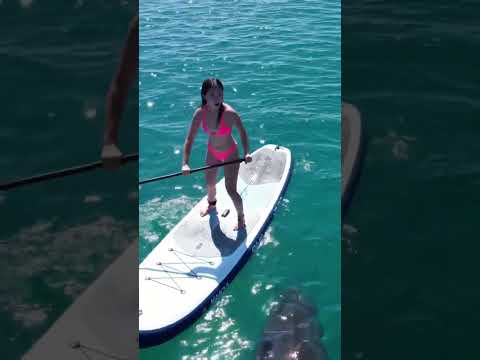 Giant Shark Stalks Paddleboarder Just Feet Away AI