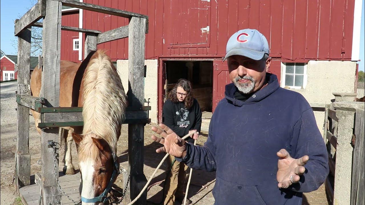 Trimming A Draft Horse's Feet In Shoeing Stocks Easy And Safe ( May