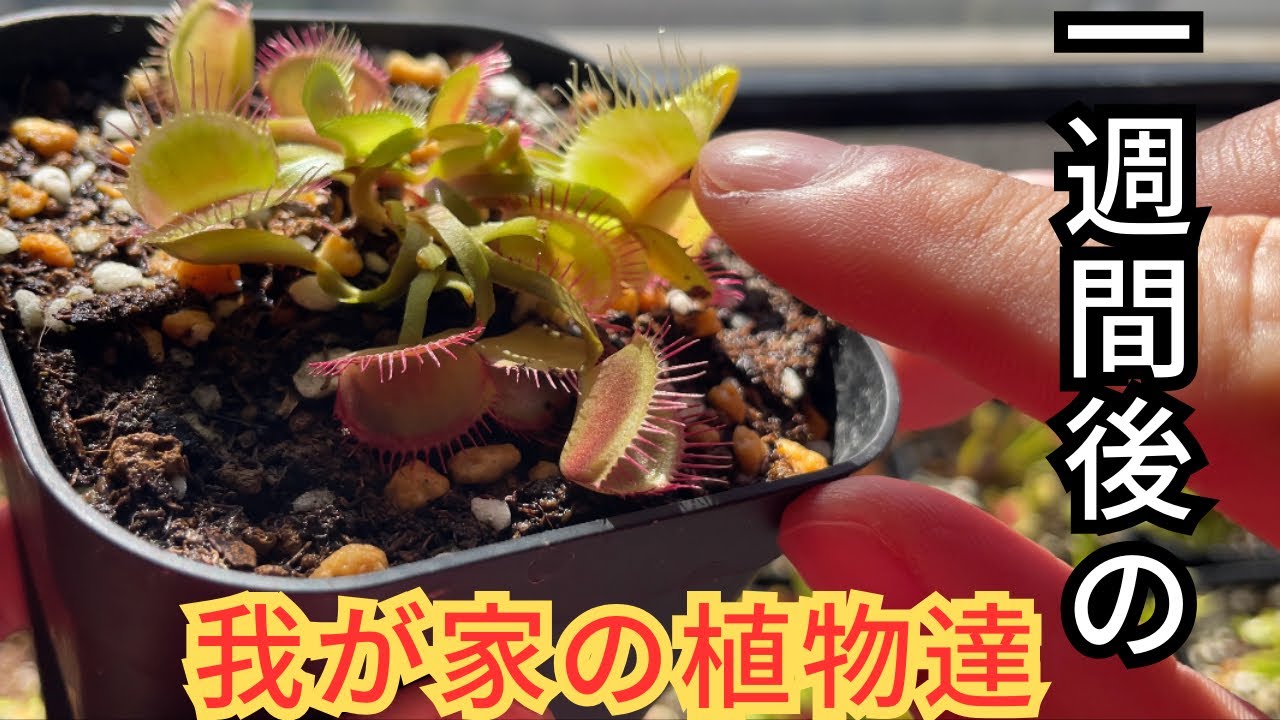 [食虫植物]一週間家を空けたときの管理と成長具合
