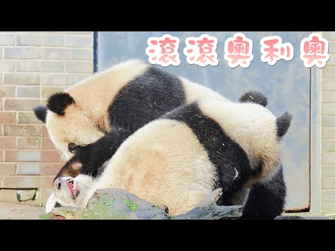 《熊貓早晚安》您點的奧利奧餅乾正在製作中 | iPanda熊貓頻道