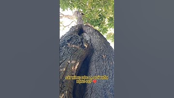 CÂY RỪNG ĐỘC LẠ BỘNG ĐẸP TRONG RỪNG SÂU TÂY NGUYÊN