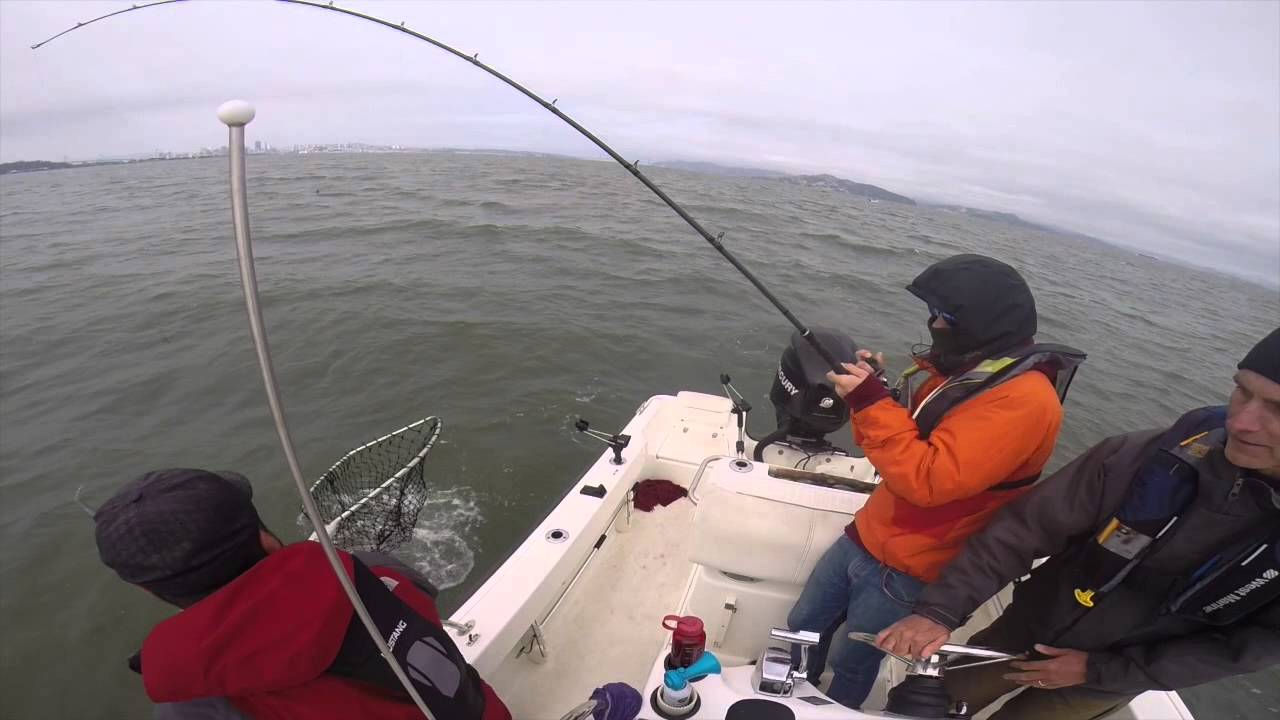 SF Bay Halibut Fishing YouTube