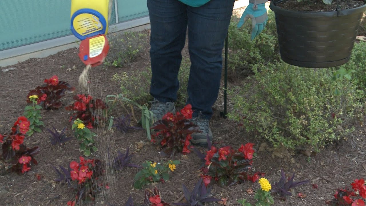 Applying Pre Emergent In A Flower Bed This Week In The Garden