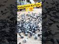 1000 Kabutaron Ko Dana Khilate Hue 🕊️❤️💯😊 #shorts#birds #humunity #trending #love