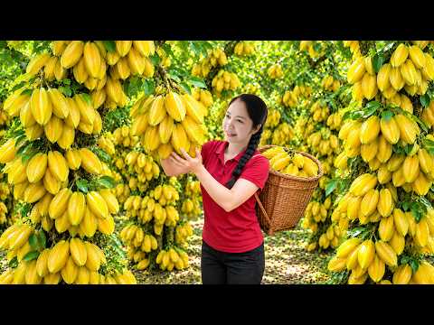 Harvesting 1000+ Giant Starfruits to Sell to Locals | Daily Homesteading