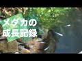 【メダカ】鉄仮面系 青みゆき 稚魚からだいぶ大きくなってきました！