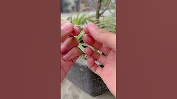 LÝ DO CÂU DÍNH CÁ RỒI HAY MẤT | HƯỚNG DẪN TÓM LƯỠI CÂU ĐÀI GỌN NHANH...#luoicauryuki #titan