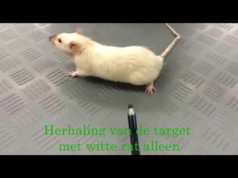 Video: Leeftijd En Cognitieve Statusafhankelijke Verschillen In Bloedsteroïden En Schildklierhormoonconcentraties Bij Intacte Mannelijke Ratten