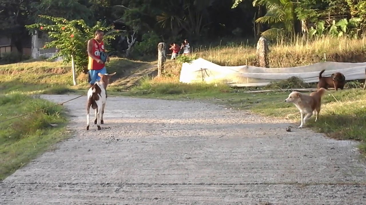 ASKAL DOGS IN PHILIPPINES - YouTube