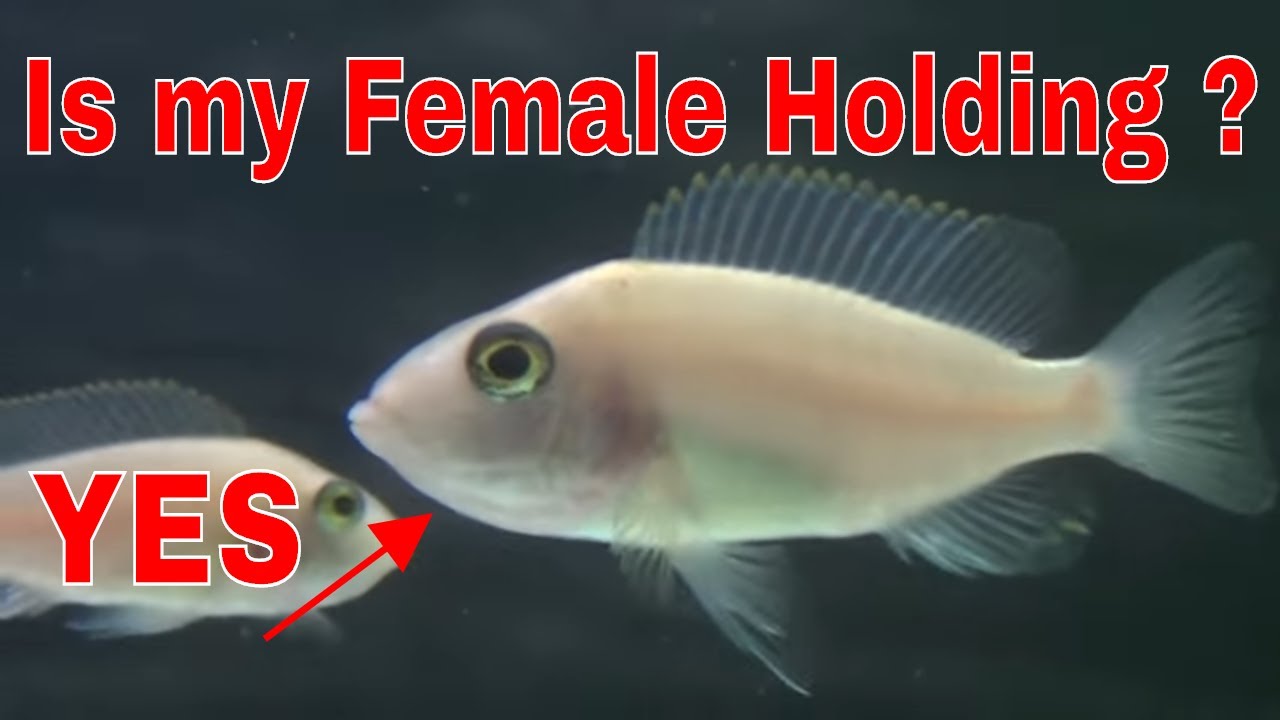 How To Spot A Holding African Cichlid  What To Do Next - African Malawi Cichlid Female Holding Eggs