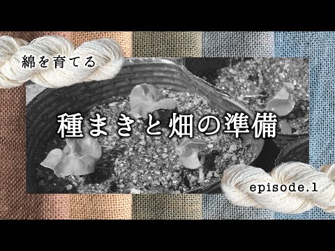 綿を育てる episode 1「種まきと畑の準備」