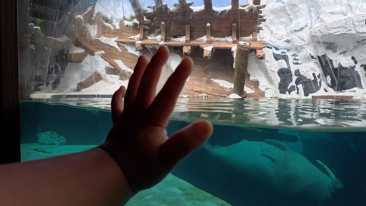 SeaWorld w/ Insta360 Go Ultra (baby vision)