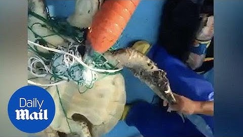 Fishermen rescue sea turtle tangled in net