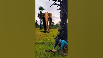 Elephant attack 😱🐘 #shorts #ytshorts #trendingshorts #youtubeshorts #viralshorts #vfx